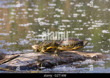Rosso-eared slider, (Trachemys scripta elegans), crogiolandosi al Tingley Beach Wildlife Management stagni, Albuquerque, Nuovo Messico, STATI UNITI D'AMERICA Foto Stock