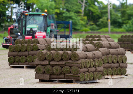 Turf crescendo in Wigan Greater Manchester, Lancashire Foto Stock