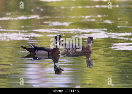 Anatra di legno, (Aix sponsa), coppia. Tingley Beach Wildlife Management Pons, Albuquerque, Nuovo Messico, Stati Uniti d'America. Foto Stock