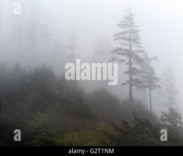 O02342-00...OREGON - Alberi nella nebbia a Ecola stato parco vicino alla spiaggia di Canon. Foto Stock