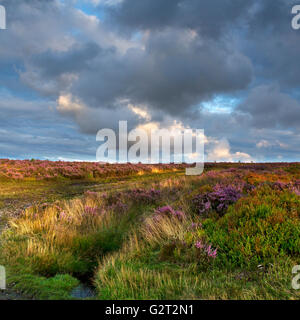 Sentieri widing attraverso Cannock Chase Area di straordinaria bellezza naturale con Erica in fiore attraverso la brughiera Foto Stock