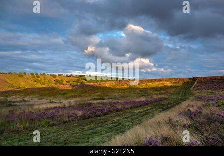 Sentieri widing attraverso Cannock Chase Area di straordinaria bellezza naturale con Erica in fiore attraverso la brughiera in fine di somma Foto Stock