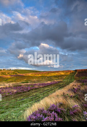 Sentieri widing attraverso Cannock Chase Area di straordinaria bellezza naturale con Erica in fiore attraverso la brughiera in fine di somma Foto Stock