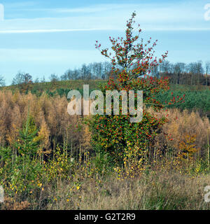 Comune di Holly Tree con bacche rosse in autunno Cannock Chase Area di straordinaria bellezza naturale Staffordshire Foto Stock