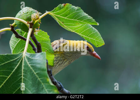 Eurasian rigogolo (Oriolus oriolus) femmina mangiare fig la frutta in una struttura ad albero Foto Stock