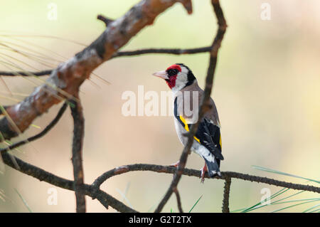 Unione cardellino maschio su un ramoscello di pino. Foto Stock