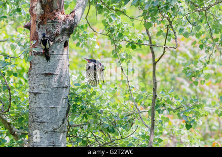 Coppia di grande picchio maculato presso il loro nido. Il maschio vola via ed esce dal foro mentre la femmina rimane in attesa di invio. Foto Stock