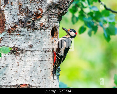 Un maschio di picchio rosso maggiore (Dendrocopos major) all'ingresso del nido con il cibo nella sua bocca per i pulcini. Foto Stock