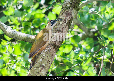 Una femmina di picchio verde (Picus viridis) seduto su un ramo di pioppo Foto Stock