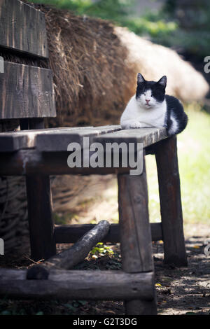 Foto verticale di un bianco e nero gatto seduto e dormire su una tavola di legno banco rurale nei pressi di una recinzione Foto Stock