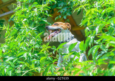 Cane sorridente sul treehouse. L'estate! Foto Stock