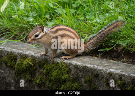 Scoiattolo striado siberiano, o comune Scoiattolo striado (Eutamias sibiricus), nel parco del Museo di Storia Naturale, Ginevra, Svizzera Foto Stock