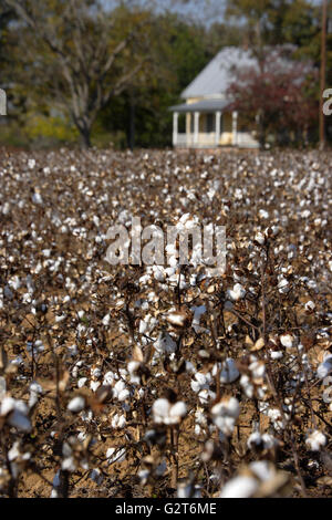 Il cotone pronto per il raccolto in una fattoria campo nei pressi di Aiken, Carolina del Sud. Foto Stock