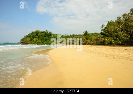 Rana rossa sulla spiaggia di Isla Bastimentos Foto Stock