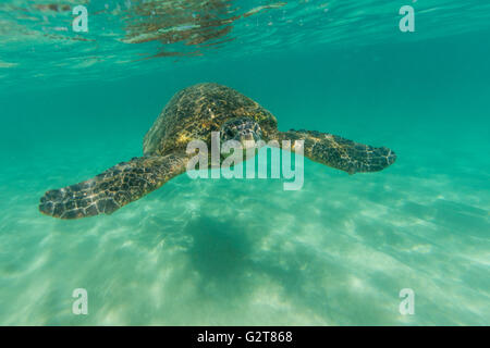 Una vista subacquea di una tartaruga di mare nuotando in poco profonde acque dell'oceano. Foto Stock