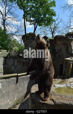 L'orso bruno (Ursus arctos) si risveglia per una sessione di foto nel zoo di Kaliningrad Foto Stock