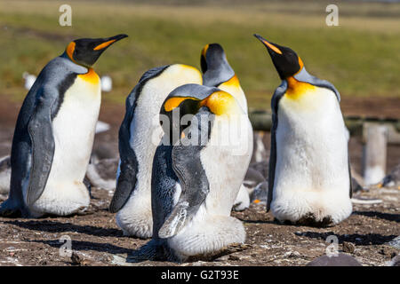 Il Re Penguin rookery a Bluff cove, East Falkland, Isole Falkland, British territorio d oltremare. Foto Stock