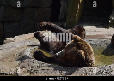 L'orso bruno (Ursus arctos) si risveglia per una sessione di foto nel zoo di Kaliningrad Foto Stock