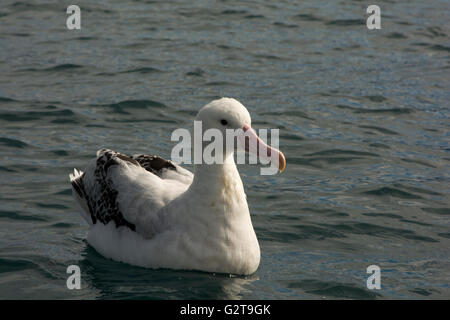 Albatro errante nuotare nell'Oceano Pacifico vicino alla costa di Kaikoura in Nuova Zelanda. Foto Stock