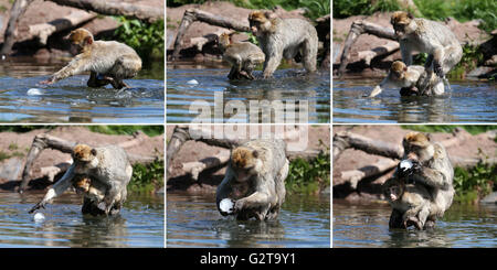 Una sequenza (in alto a sinistra a in basso a destra) di immagini di un giovane Barbary macaque, alla Blair Drummond Safari Park vicino a Stirling, cercando di ottenere un misto di sementi di ghiaccio riempito la sfera dalla sua piscina prima di una precedente arriva lungo e lo prende da lui come si raffreddano in tempo caldo. Foto Stock