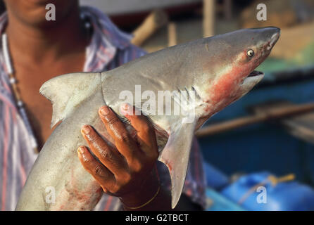 La tradizione locale pescatore dalla spiaggia Siridao, Goa, India, mostra appena pescato il pesce di squalo. Foto Stock