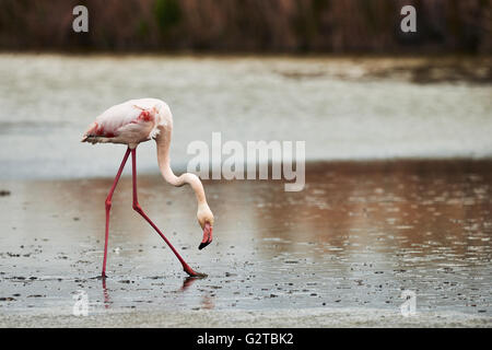 Lonely fenicottero rosa a piedi in acqua poco profonda Foto Stock