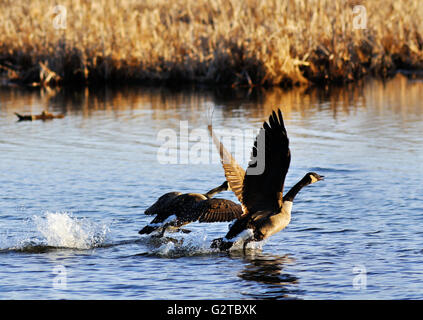 Oche canadesi, Branta canadensis, tenuto spento Foto Stock