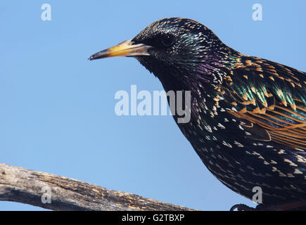 Unione starling, Sturnus vulgaris, sul ramo Foto Stock