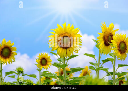 Molti giallo fiore di girasole o di Helianthus annuus fioritura sotto la luce del sole e il sole splende nel campo sul cielo blu bac Foto Stock