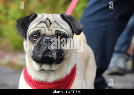 Fotografia di una razza pug shot sulla vetta del Monte Condor, nel Canadian Laurentians. Foto Stock