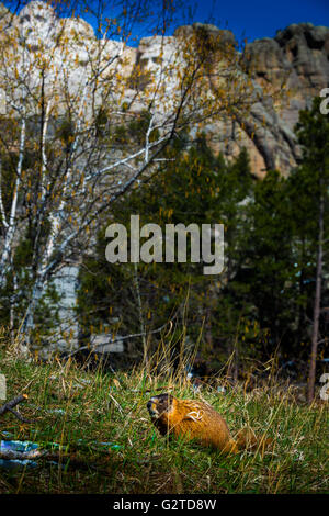 Wild marmotta seduto vicino a Mt Rushmore Dakota del Sud Foto Stock