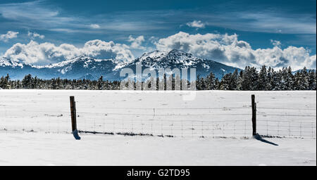 Cime coperte di neve di alberi di pino e recinzione di fattoria Wyoming Paesaggio invernale Foto Stock