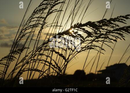 Mare di avena agitando in una brezza di mare un tramonto sulla costa del Golfo. Foto Stock