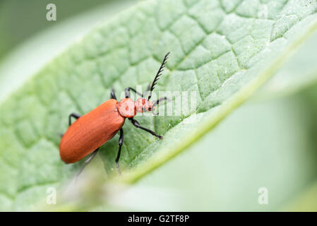 Un Cardinale Beetle su una foglia Foto Stock