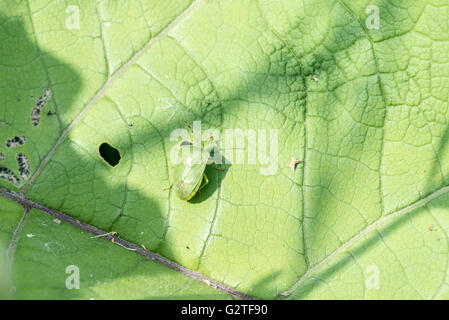 Un Southern verde bug di protezione, un africano insetto che ora a colonizzare l'Europa Foto Stock