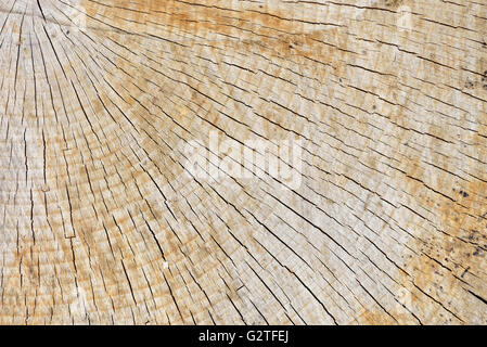 Abstract Texture di sfondo della motosega di fresco taglio del legno Foto Stock