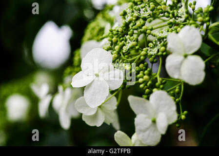 Hydrangea anomala petiolaris Hydrangeaceae Foto Stock