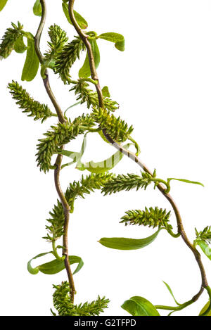 Salix babylonica pekinensis tortuosa Willow Foto Stock