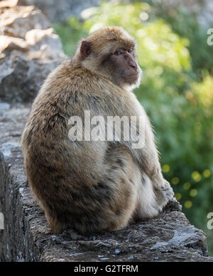 Barberia macaco di Gibilterra, il solo wild monkey popolazione nel continente europeo Foto Stock
