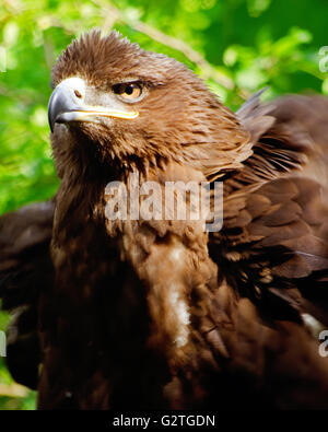 Steppa eagle (Aquila nipalensis) su sun Foto Stock