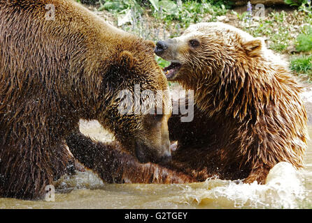 Eurasian maschio l'orso bruno (Ursus arctos) combattimenti Foto Stock