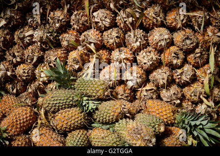 Ananas sulle vendite a Indian il mercato locale della frutta,l'India Foto Stock