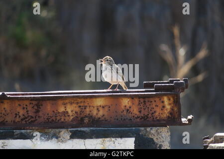 Un Berthelot's Pipit cantare tra edifici deserte a Mirador Las Teresitas sopra Playa de Las Teresitas, San Andés, Tenerife. Foto Stock