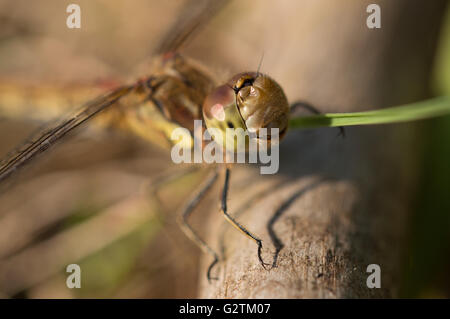 Un close-up di comune Darter dragonfly (Sympetrum striolatum) con una faccia danneggiato. Foto Stock