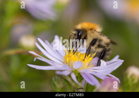 Una carda comune Bumblebee (Bombus pascuorum) su un Michaelmas daisy. Foto Stock