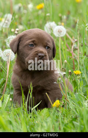 Il cioccolato labrador retriever cucciolo Foto Stock