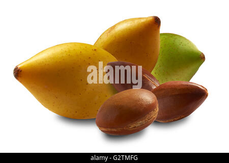 Freschi frutti di Argan e Argan dadi (Argania spinosa, Marocco Foto Stock