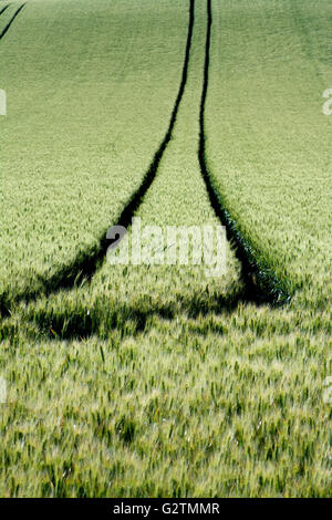 Le tracce del pneumatico in un campo di grano, Limagne, Puy de Dome, Auvergne, Francia Foto Stock