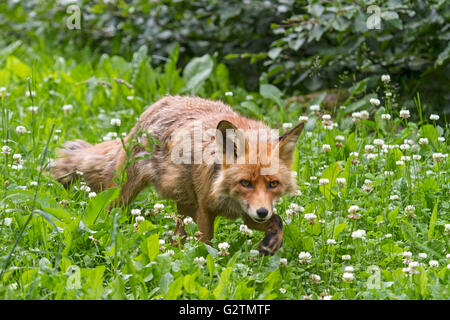 Red Fox (Vulpes vulpes vulpes) in esecuzione attraverso il prato, Schleswig-Holstein, Germania Foto Stock