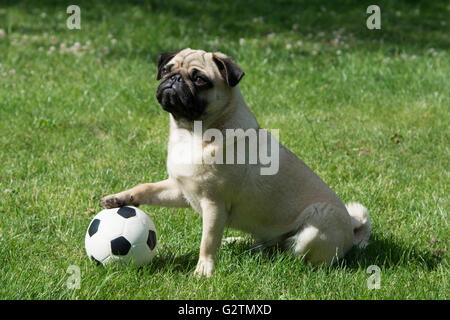 Pug con la sua zampata su un campo di calcio Foto Stock